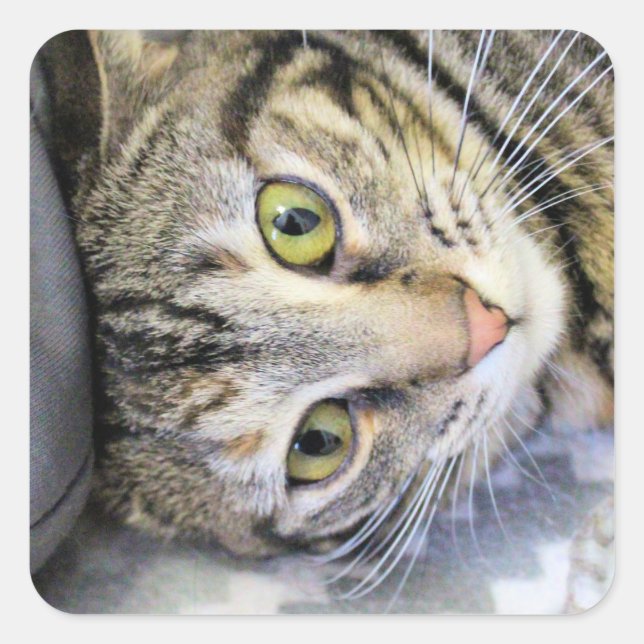 Adesivo Quadrado Tigre (Frente)