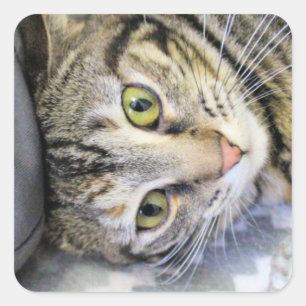 Adesivo Quadrado Tigre