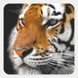 Adesivo Quadrado Tigre
