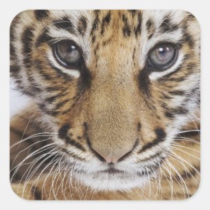 Adesivo Quadrado Tigre Cub