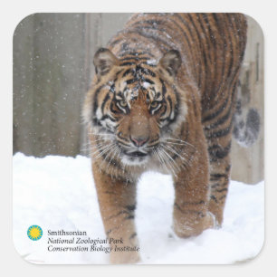 Adesivo Quadrado Tigre Damai de Smithsonian Sumatran
