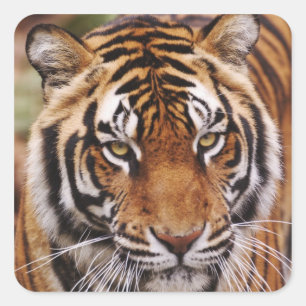 Adesivo Quadrado Tigre-de-bengala, Panthera tigris