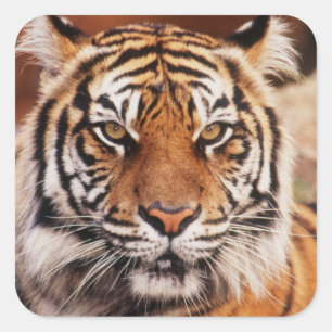 Adesivo Quadrado Tigre-de-sumatra