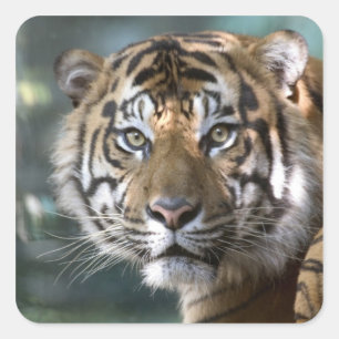 Adesivo Quadrado Tigre-de-sumatra macho (Panthera tigris sumatrae)