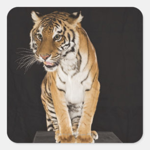 Adesivo Quadrado Tigre que senta-se na plataforma 2
