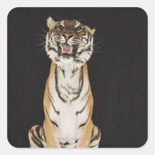 Adesivo Quadrado Tigre sentado na plataforma