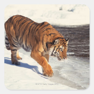 Adesivo Quadrado Tigre Siberian