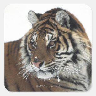 Adesivo Quadrado Tigre Siberian (Panthera Tigris Altaica)