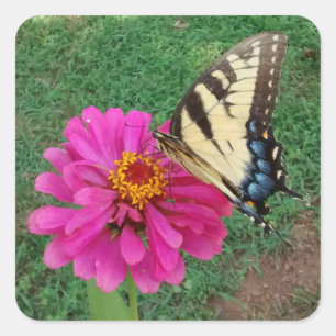 Adesivo Quadrado Tigre Swallowtail na Flor Rosa