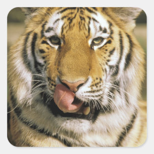 Adesivo Quadrado Tigre Zoológico de Michigan