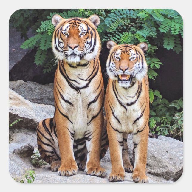 Adesivo Quadrado Tigres, macho e fêmea, (Frente)