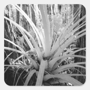 Adesivo Quadrado Tillandsia epífita é comum na Flórida,