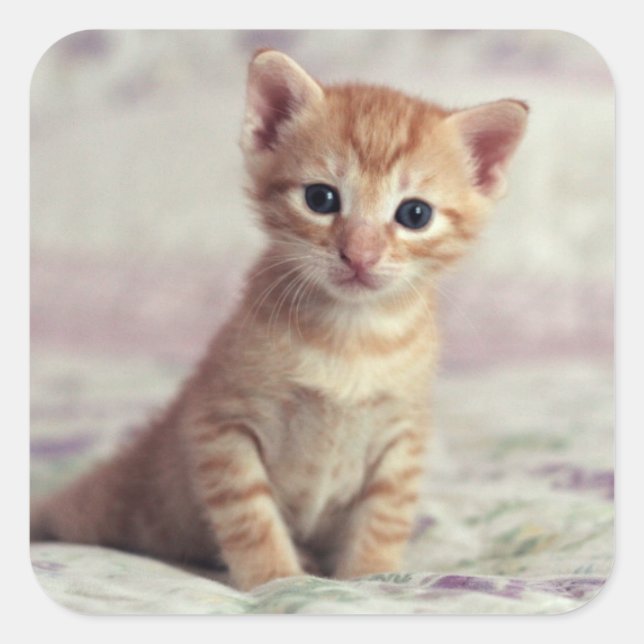 Adesivo Quadrado Tiny Ginger Kitten (Frente)