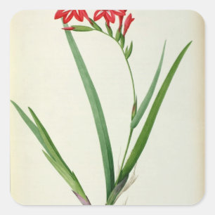 Adesivo Quadrado Tipo de flor Cardinalis, de "Les Liliacees", 1805