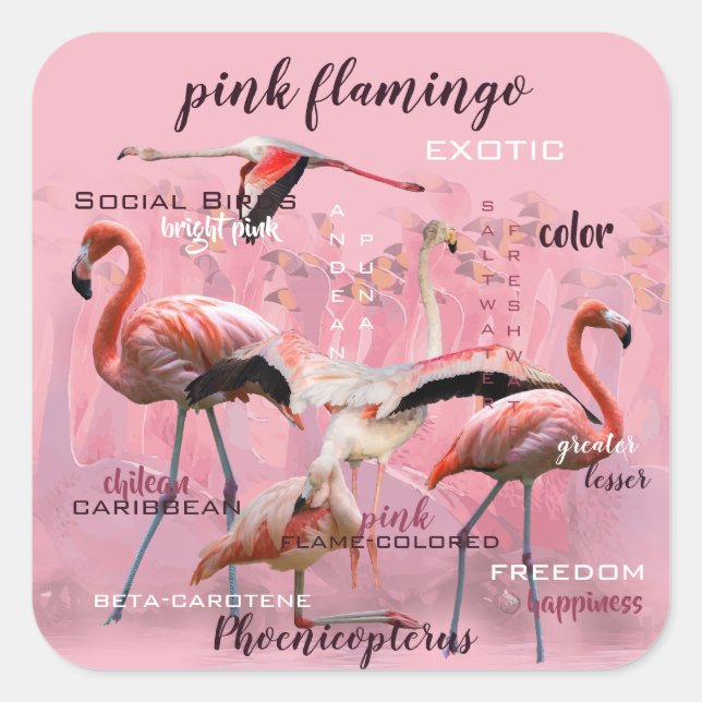 Adesivo Quadrado Tipografia Flamingo Rosa | Personalizado (Frente)