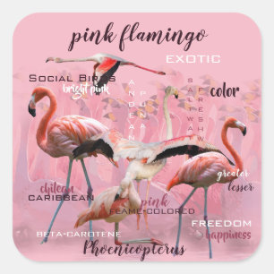 Adesivo Quadrado Tipografia Flamingo Rosa   Personalizado