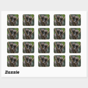 Adesivo Quadrado Titãs Pequenos Marmoset Entre Os Ramos,
