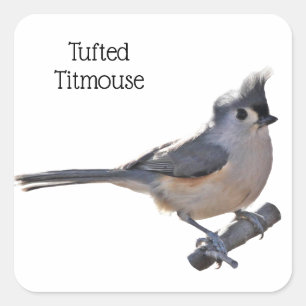 Adesivo Quadrado Titmouse tufado