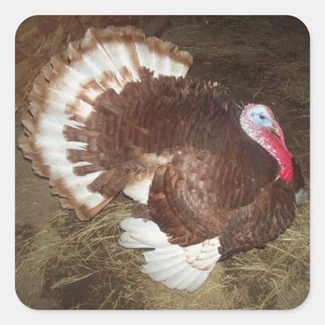 Adesivo Quadrado Tom Turkey Stickers (Frente)