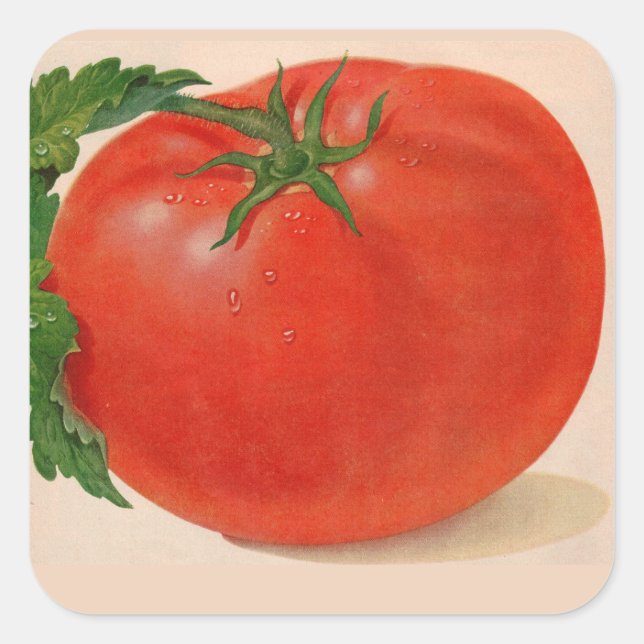 Adesivo Quadrado Tomate excelente BIG suculento (Frente)