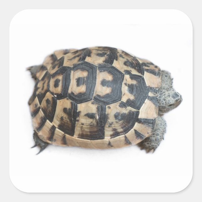 Adesivo Quadrado Tortoise (Frente)