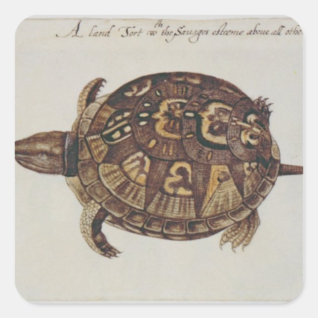 Adesivo Quadrado Tortoise de Caixa Comum (Frente)