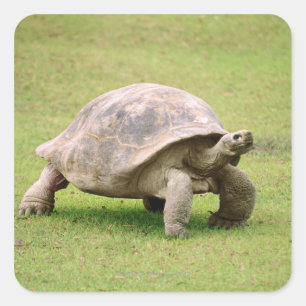 Adesivo Quadrado Tortoise gigante andando na grama