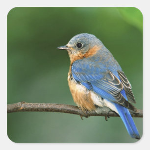 Adesivo Quadrado Toutinegra-azul-fêmea, Sialia sialis