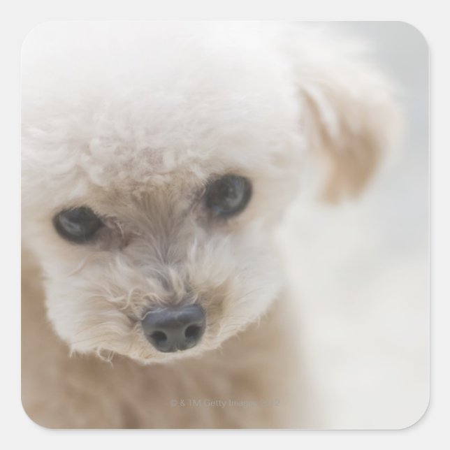 Adesivo Quadrado toy poodle (Frente)