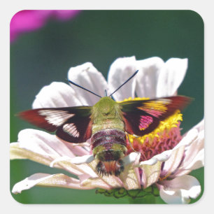 Adesivo Quadrado Traça de colibri