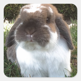 Adesivo Quadrado Traga algum furriness em sua vida!