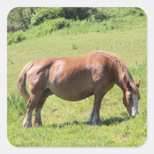 Adesivo Quadrado Trait Breton