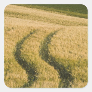 Adesivo Quadrado Tratores rastros através do trigo, Toscana, Itália