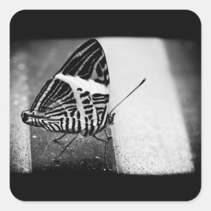 Adesivo Quadrado travessia da borboleta