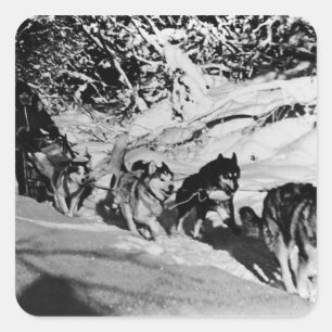 Adesivo Quadrado Trenó eskimo do Malamute de Alaska do vintage que