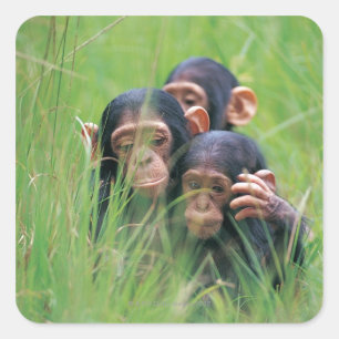 Adesivo Quadrado Três chimpanzés novos (troglodytes da bandeja)
