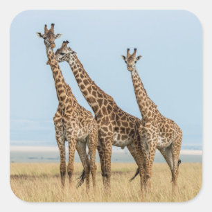 Adesivo Quadrado Três girafas posando