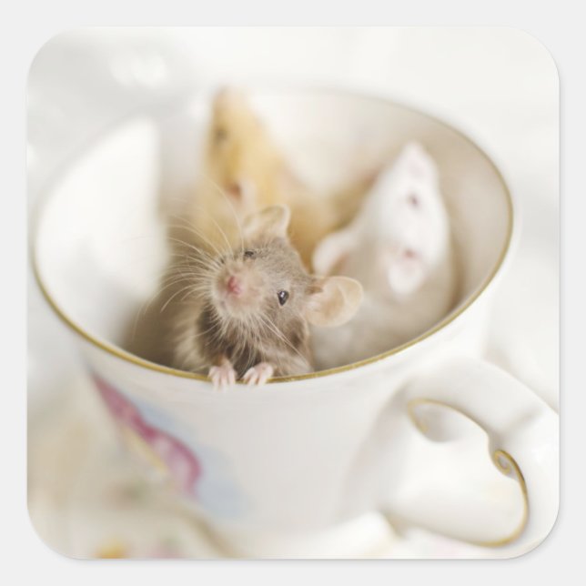 Adesivo Quadrado Três Pequenos Ratos (Frente)