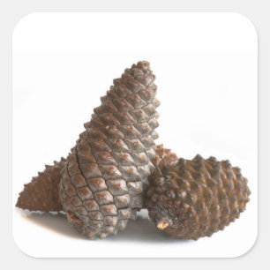 Adesivo Quadrado Três pinecones