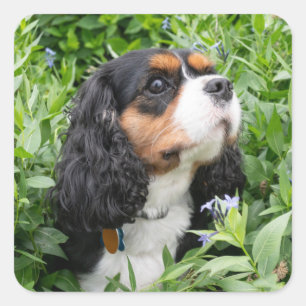 Adesivo Quadrado Tricolor Cavalier King Charles Spaniel Dog