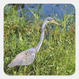 Adesivo Quadrado Tricolored Heron Wading In The Marsh