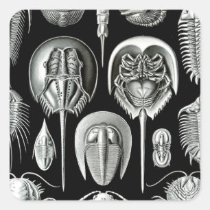 Adesivo Quadrado Trilobites e fósseis em preto e branco
