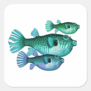 Adesivo Quadrado Trio de peixes do soprador do verde azul