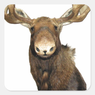 Adesivo Quadrado Troféu dos alces