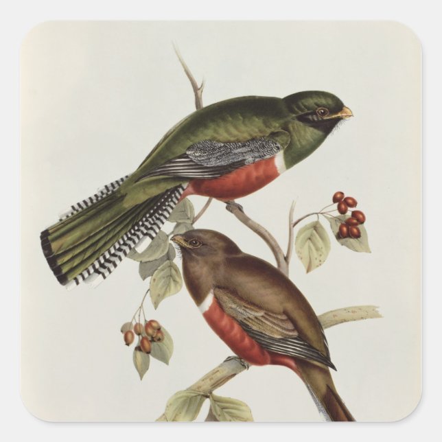 Adesivo Quadrado Trogon Collaris (Frente)