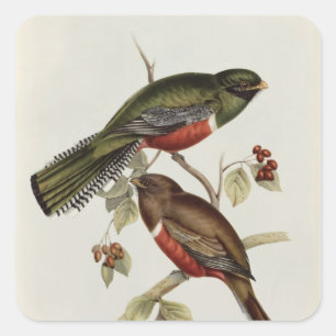 Adesivo Quadrado Trogon Collaris