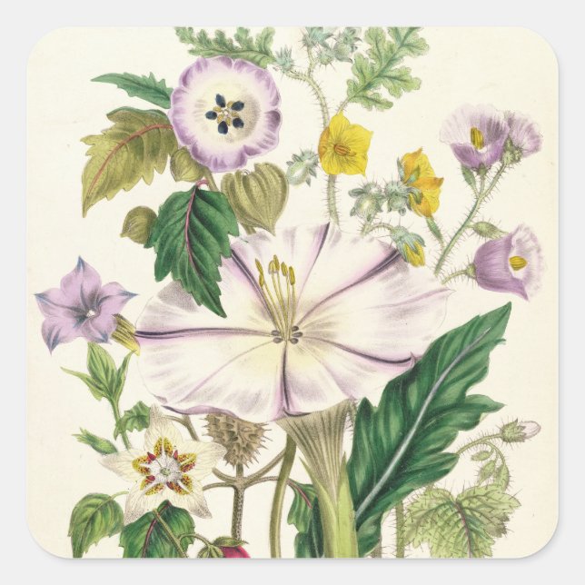 Adesivo Quadrado Trompete do diabo, prato 46 de "As Senhoras" (Frente)