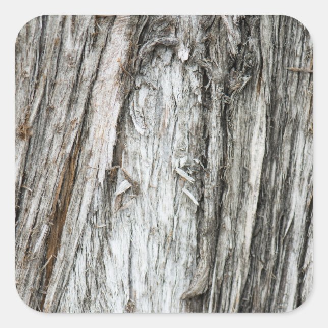 Adesivo Quadrado tronco de árvore (Frente)