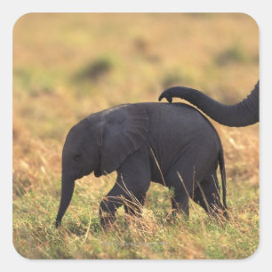 Adesivo Quadrado Tronco de prole tocante do elefante, Kenya,