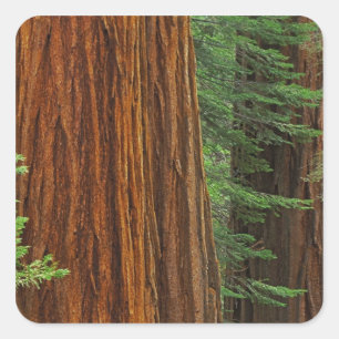 Adesivo Quadrado troncos de sequóia gigante na floresta, Yosemite